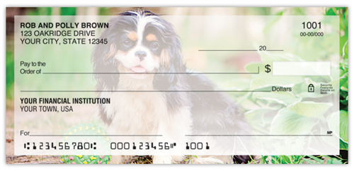 Cavalier King Charles Spaniel Checks